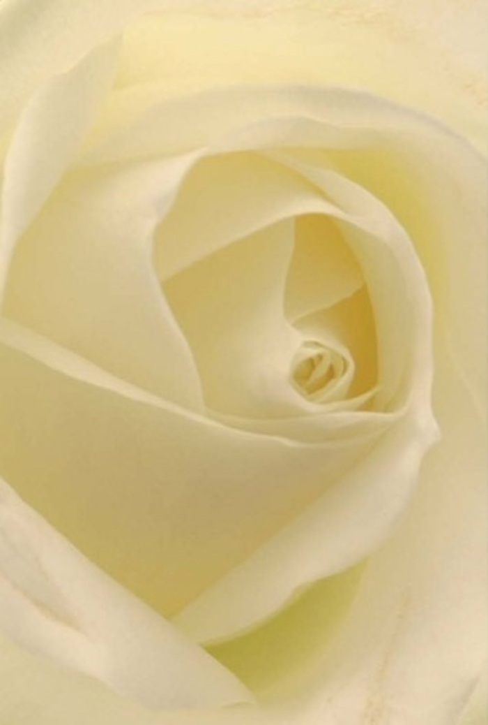 A close-up portrait of a flawless white rose, this image celebrates the nuanced beauty that Hackney Marshes Florist cherishes in every hand-tied arrangement. Each petal is elegantly layered, creamy-white with hints of pale gold, forging a serene composition that speaks of sophistication and calm. The diffused natural light, bright yet soft, glides over each delicate fold, creating gentle contrasts similar to sunlight sifting through early morning mist along the marshland paths. Centered in the photo, the rose's spiral heart radiates a sense of purity and resilience-its tightly nested core almost glowing from within. As a seasoned florist serving Hackney Marshes, I see this as the quintessential bloom for heartfelt occasions, bringing grace to sympathy bouquets, expressing admiration, or serving as an elegant wedding centrepiece inspired by local romance. The petals' texture evokes silk-smooth yet substantial; their arrangement, a testament to floral craftsmanship and the wisdom of nature. Subtle scents seem to drift from the unseen blossom: clean, fresh, and reassuring, perfectly matched to both quiet reflection and celebratory beginnings. The white rose here is not just a flower but a gentle gesture-a reminder of shared moments, crafted with care for the Hackney Marshes community, and available for those who value meaning in every detail.